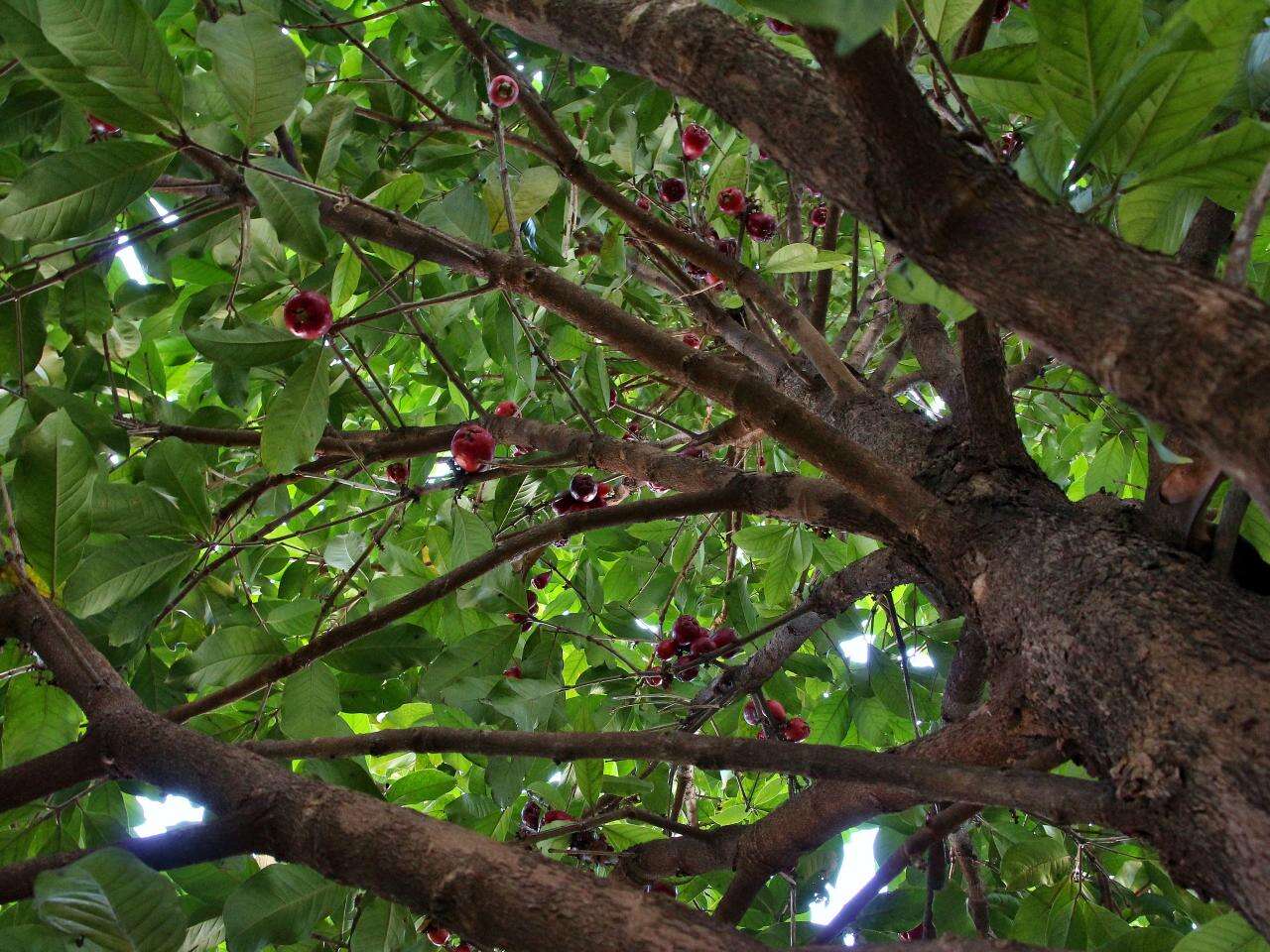 Image of Malay Apple