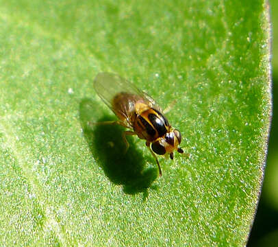 Image of Thaumatomyia notata (Meigen 1830)