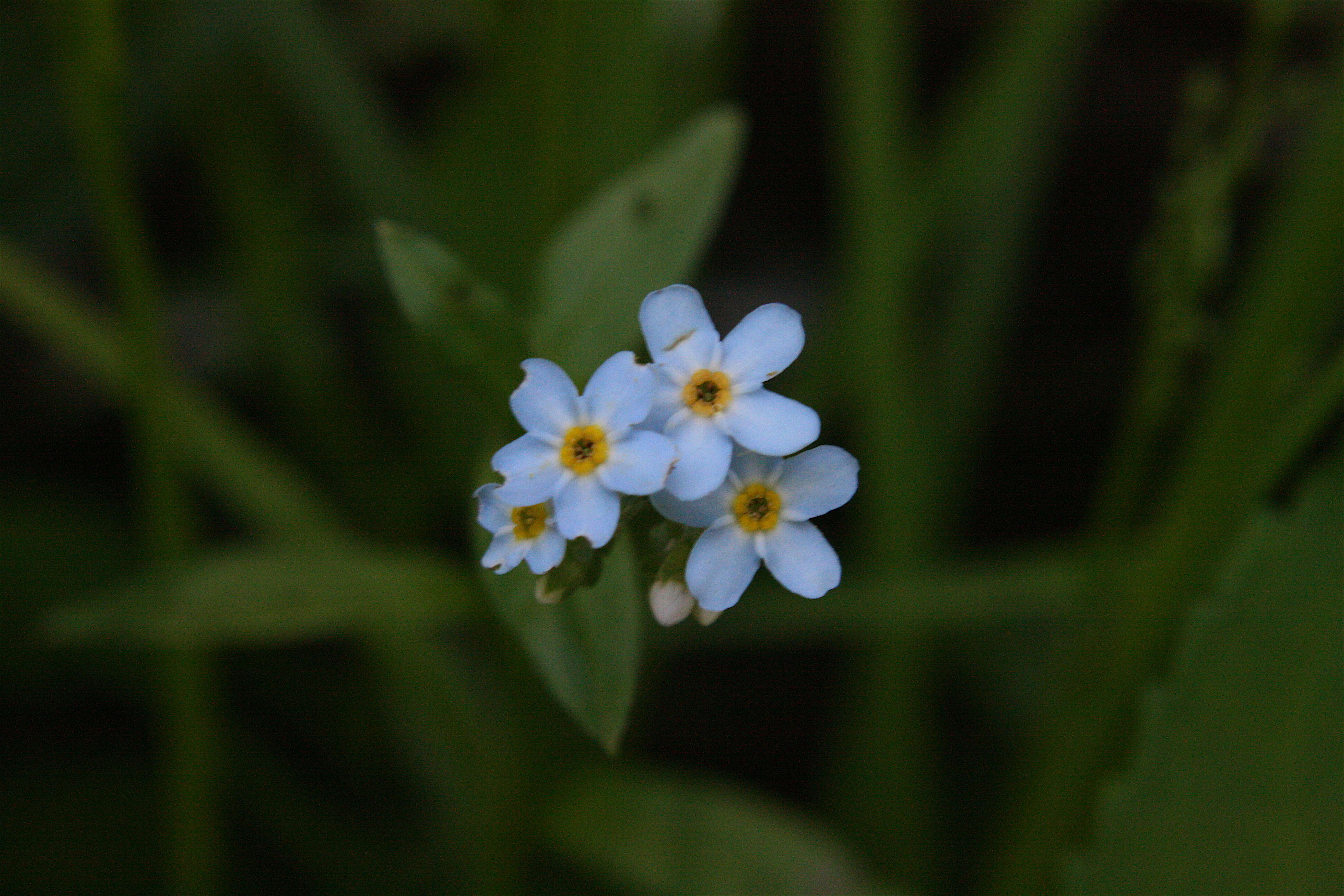 Image of true forget-me-not