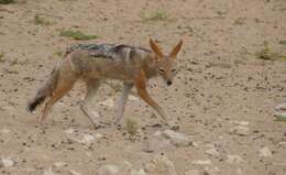 Image of coyote