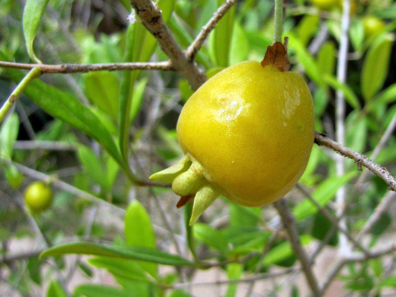 Image de Eugenia pyriformis Cambess.