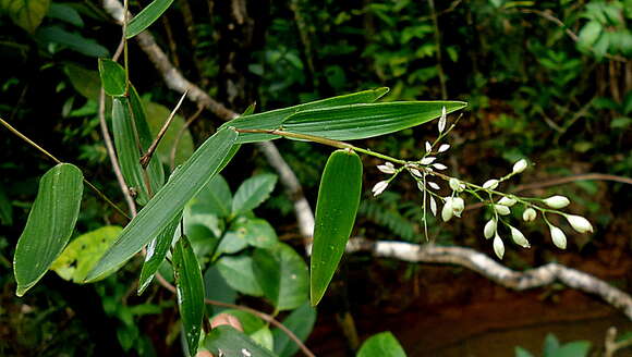 Image of Parodiolyra ramosissima (Trin.) Soderstr. & Zuloaga