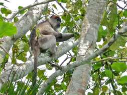 Image of Red Colobus