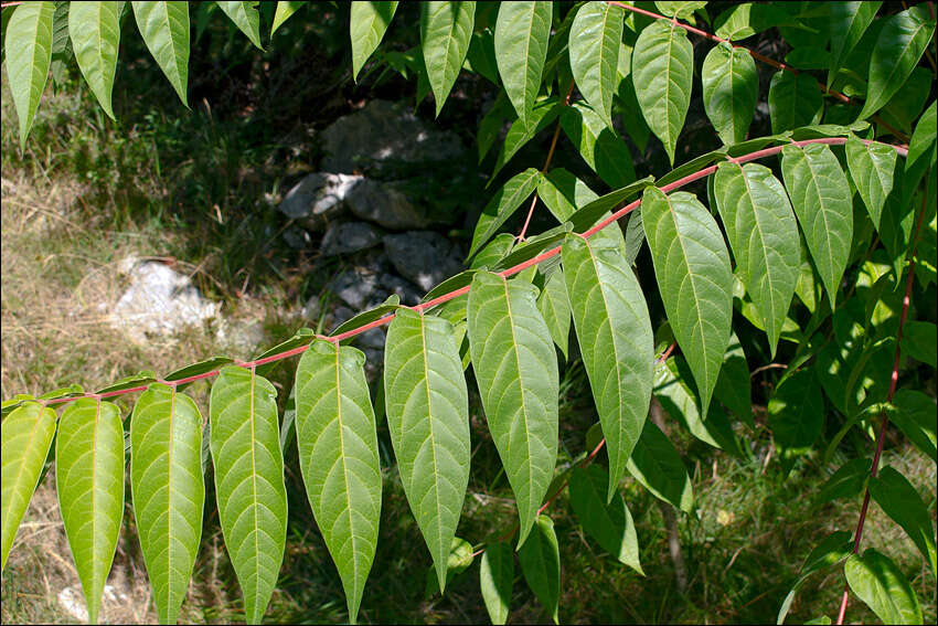 Image of tree-of-heaven