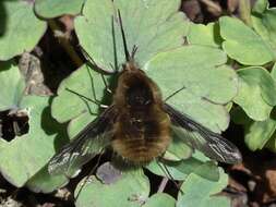 Image of Large bee-fly