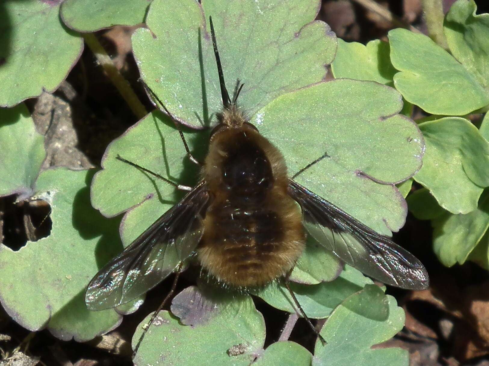 Image of Bombylius