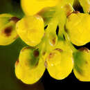 Image of Berberis aquifolium