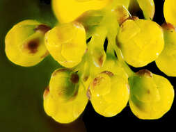 Image of Berberis aquifolium