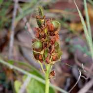 Image of sand pea