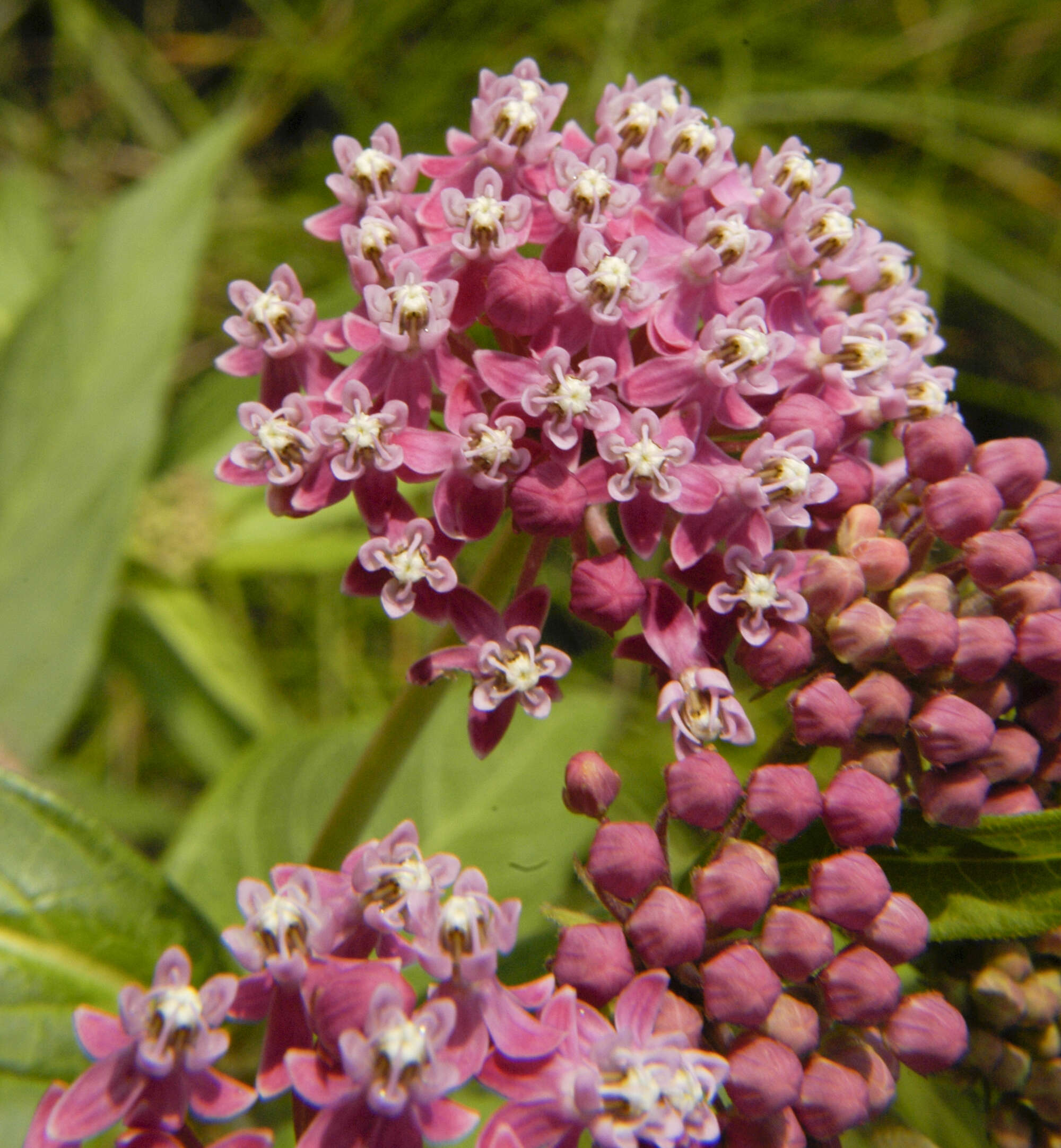 Image of milkweed