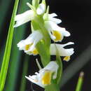 Image of Shining Ladies'-Tresses