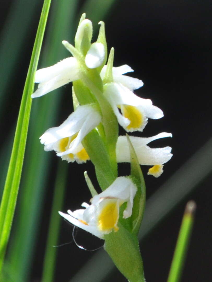 Image of Ladies'-tresses