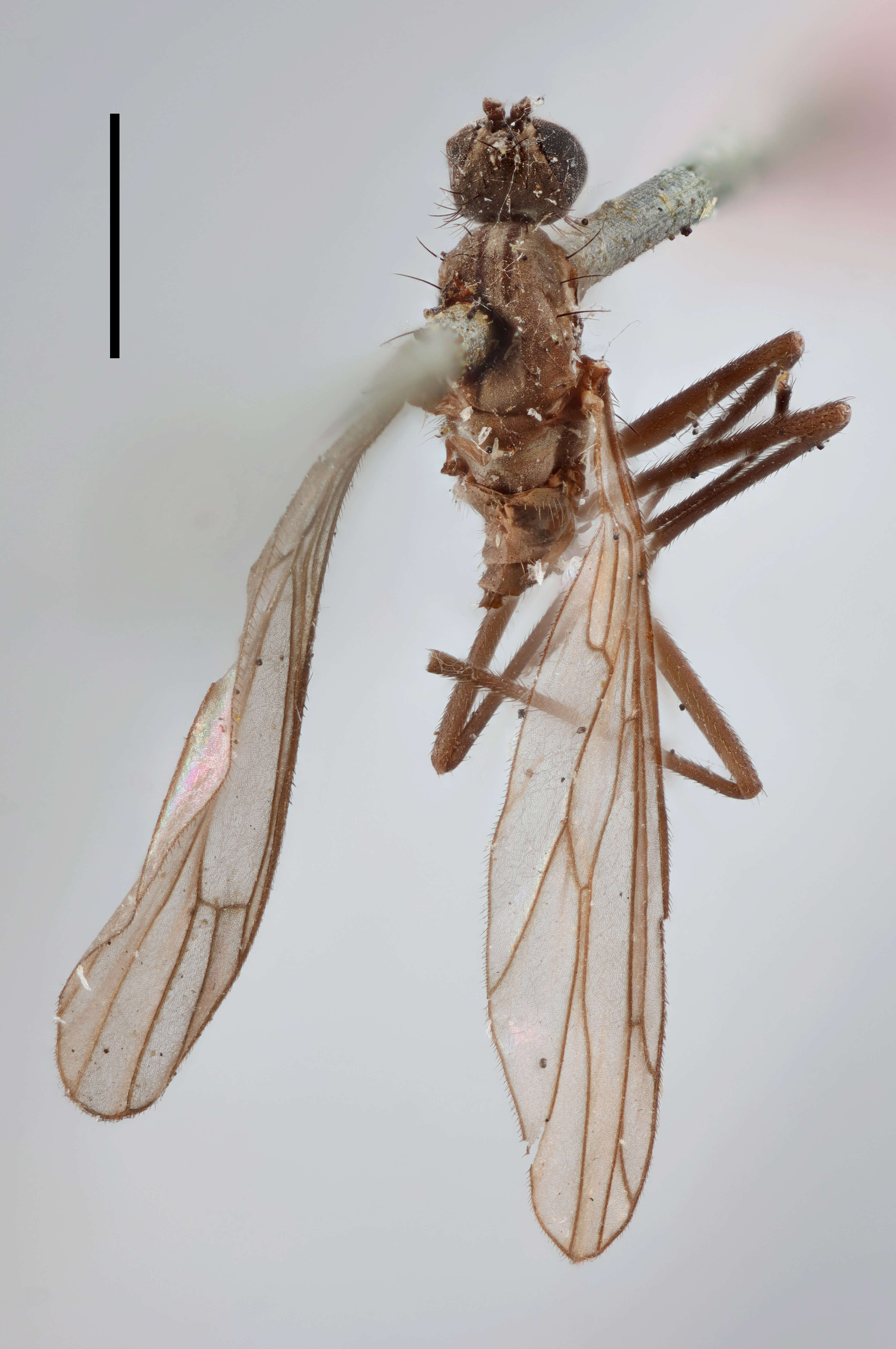 Image of Clinocera