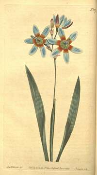 Image of Ixia monadelpha D. Delaroche