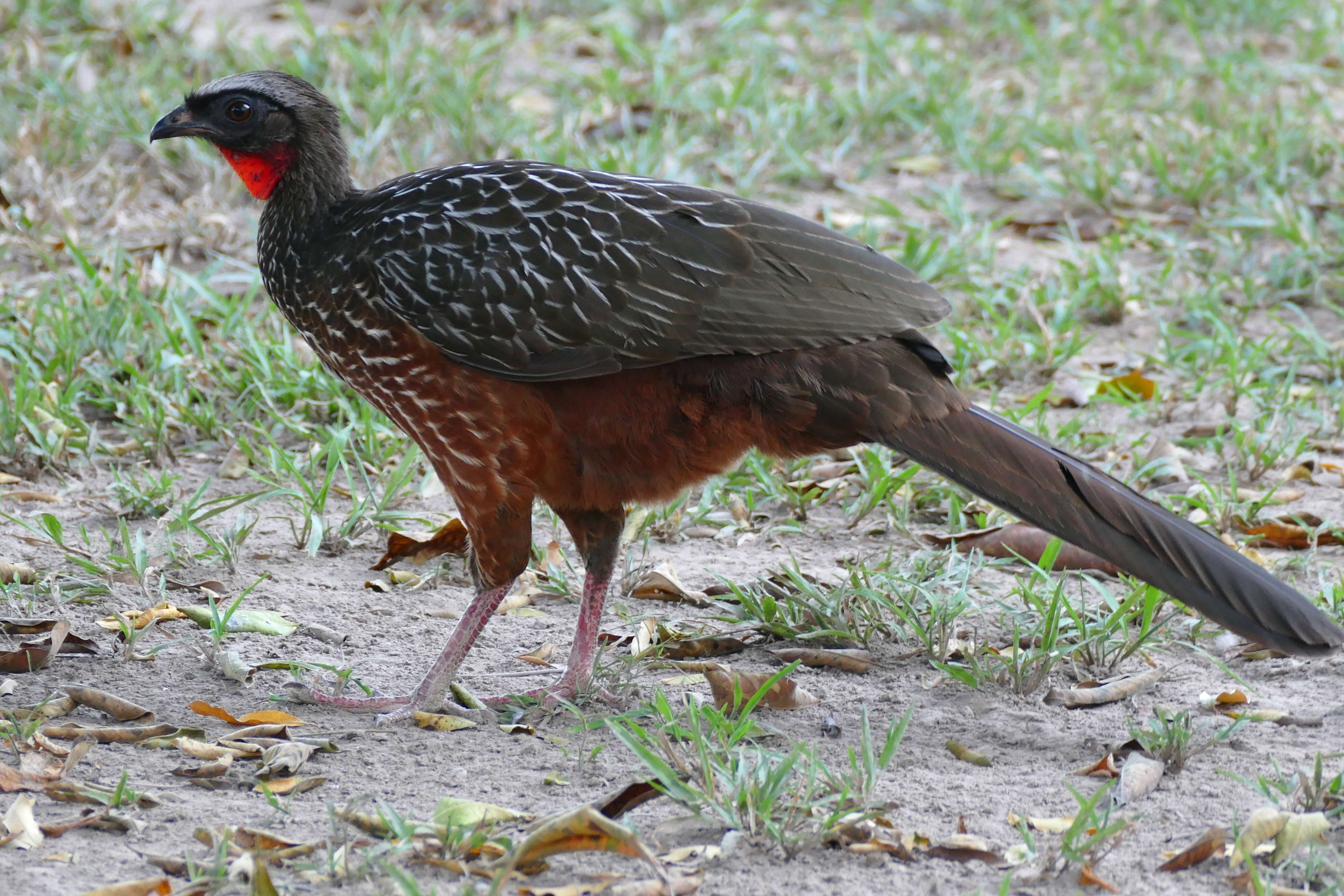 Image of Chestnut-bellied Guan