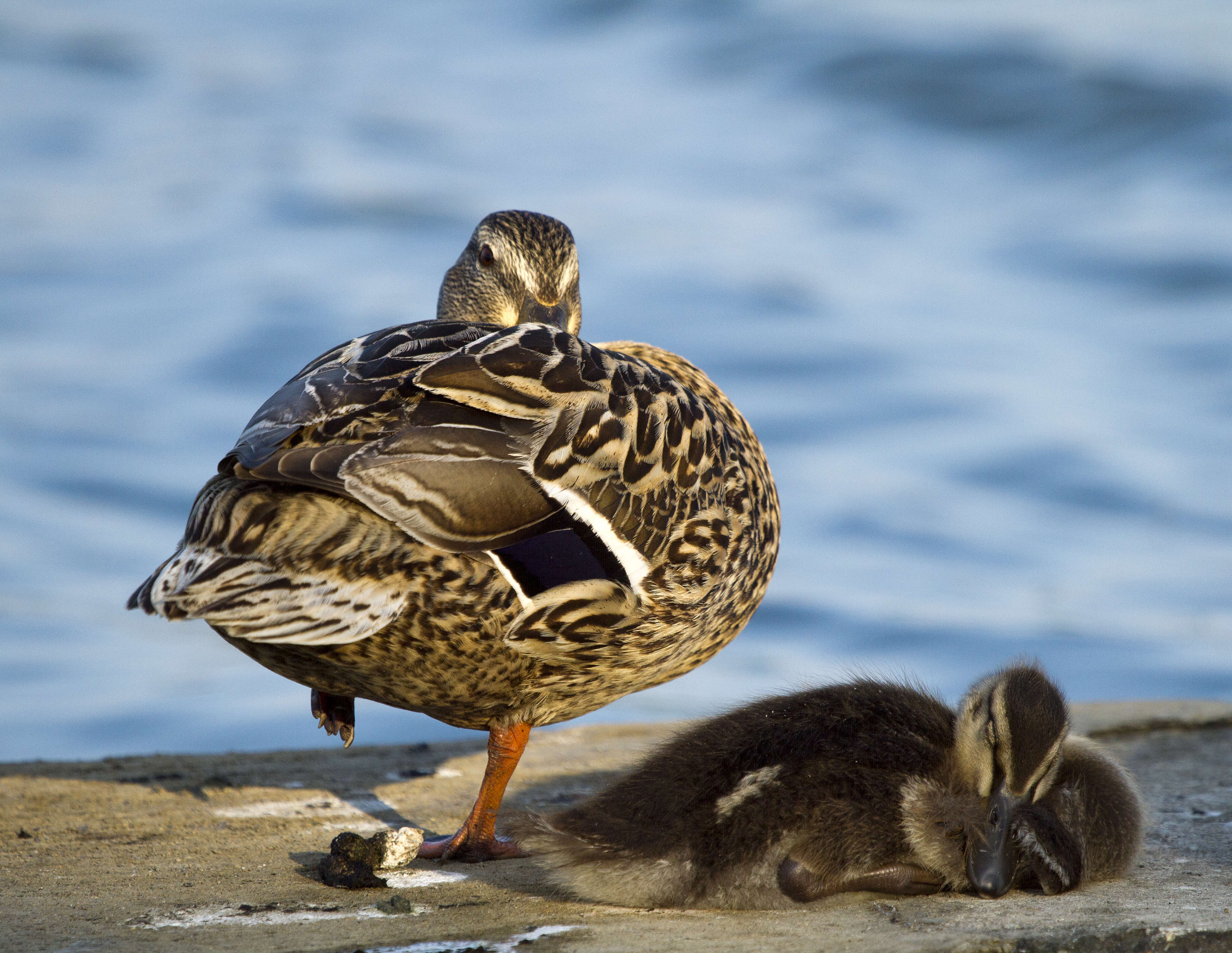 Image of Common Mallard