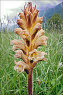 Image of Orobanche lutea Baumg.