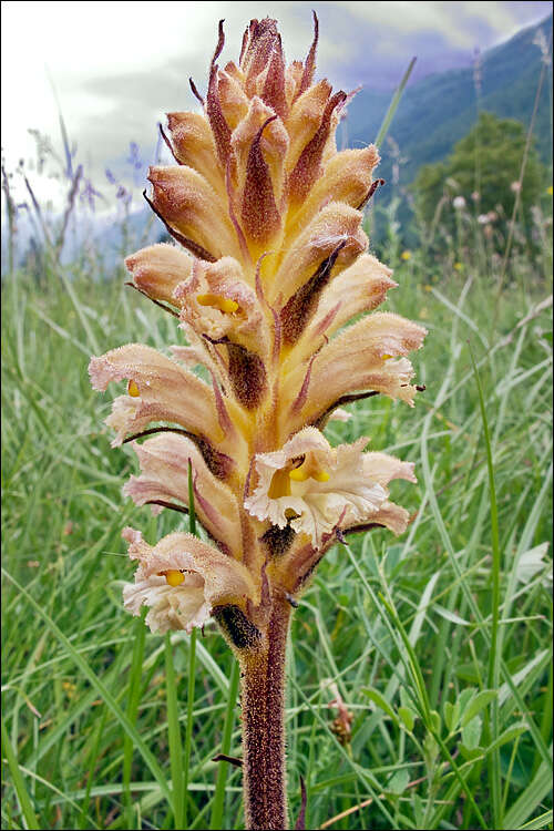 Imagem de Orobanche lutea Baumg.