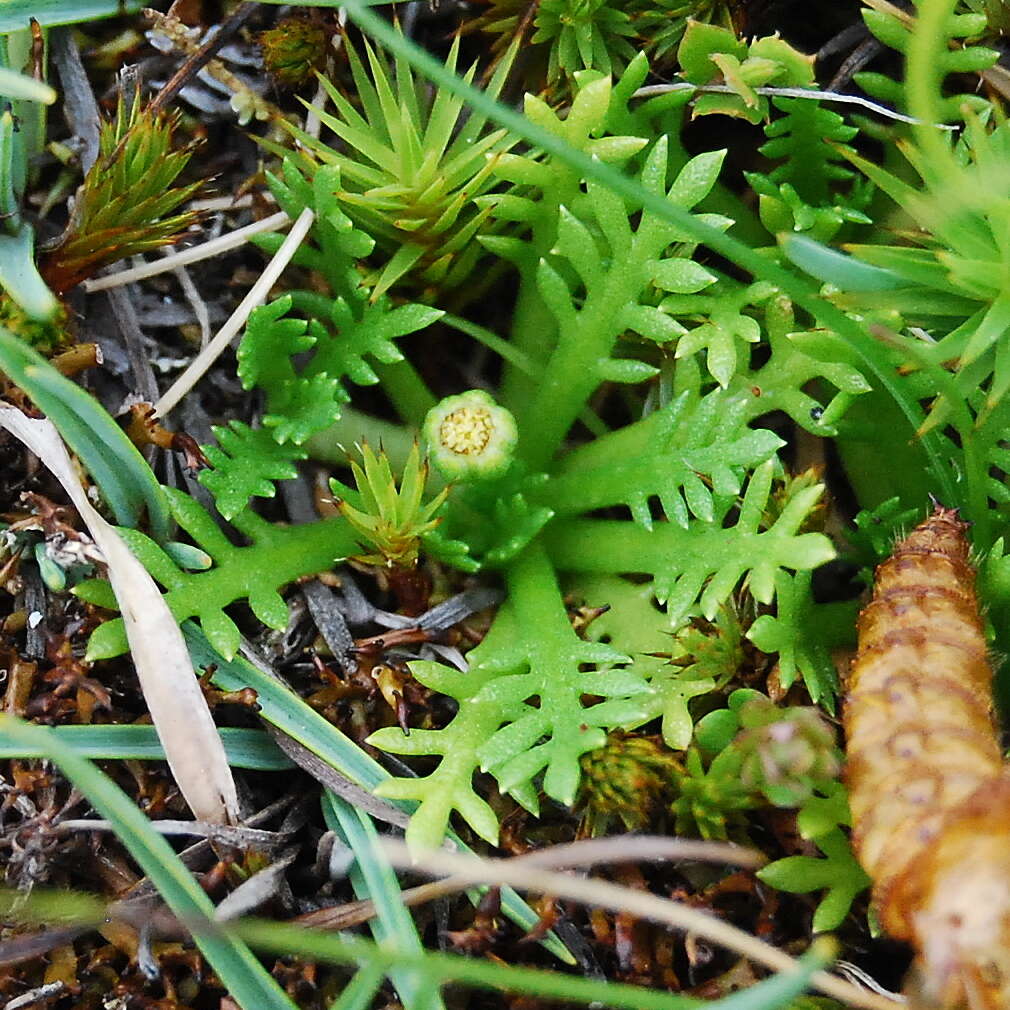 Image de Cotula alpina (Hook. fil.) Hook. fil.