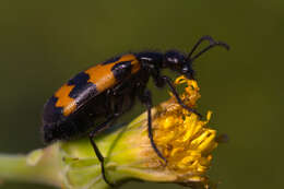 Image of Coleoptera