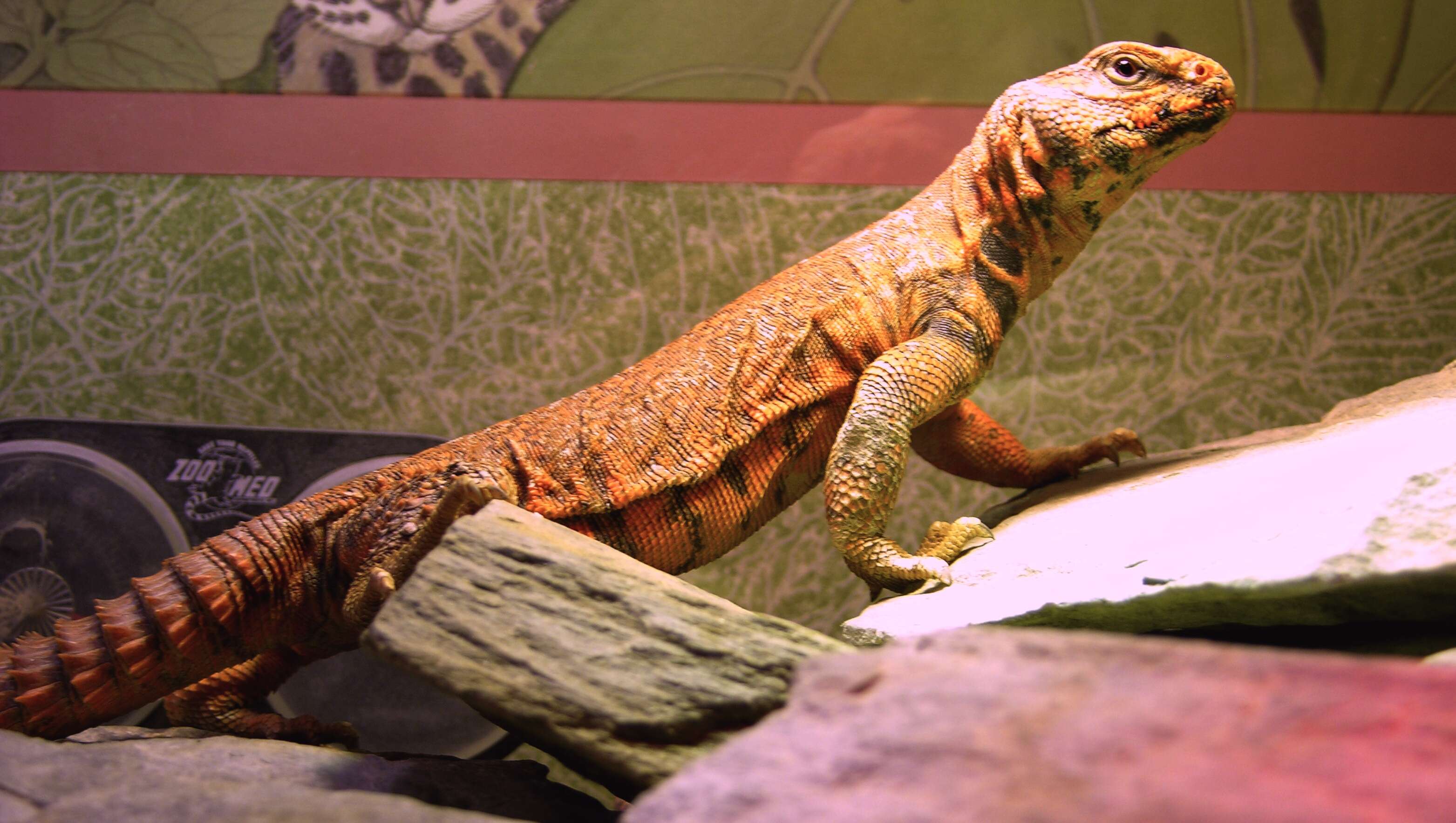 mali uromastyx habitat