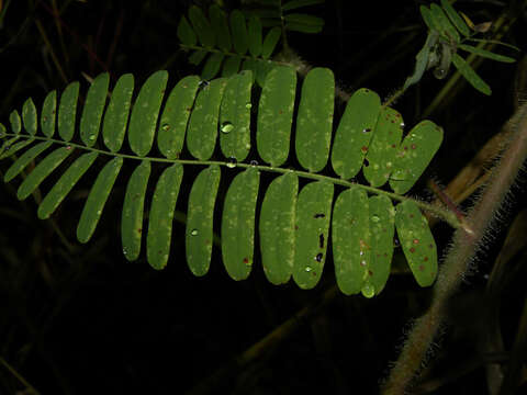 Image of Sensitive Joint-Vetch