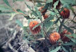 Image of banksia