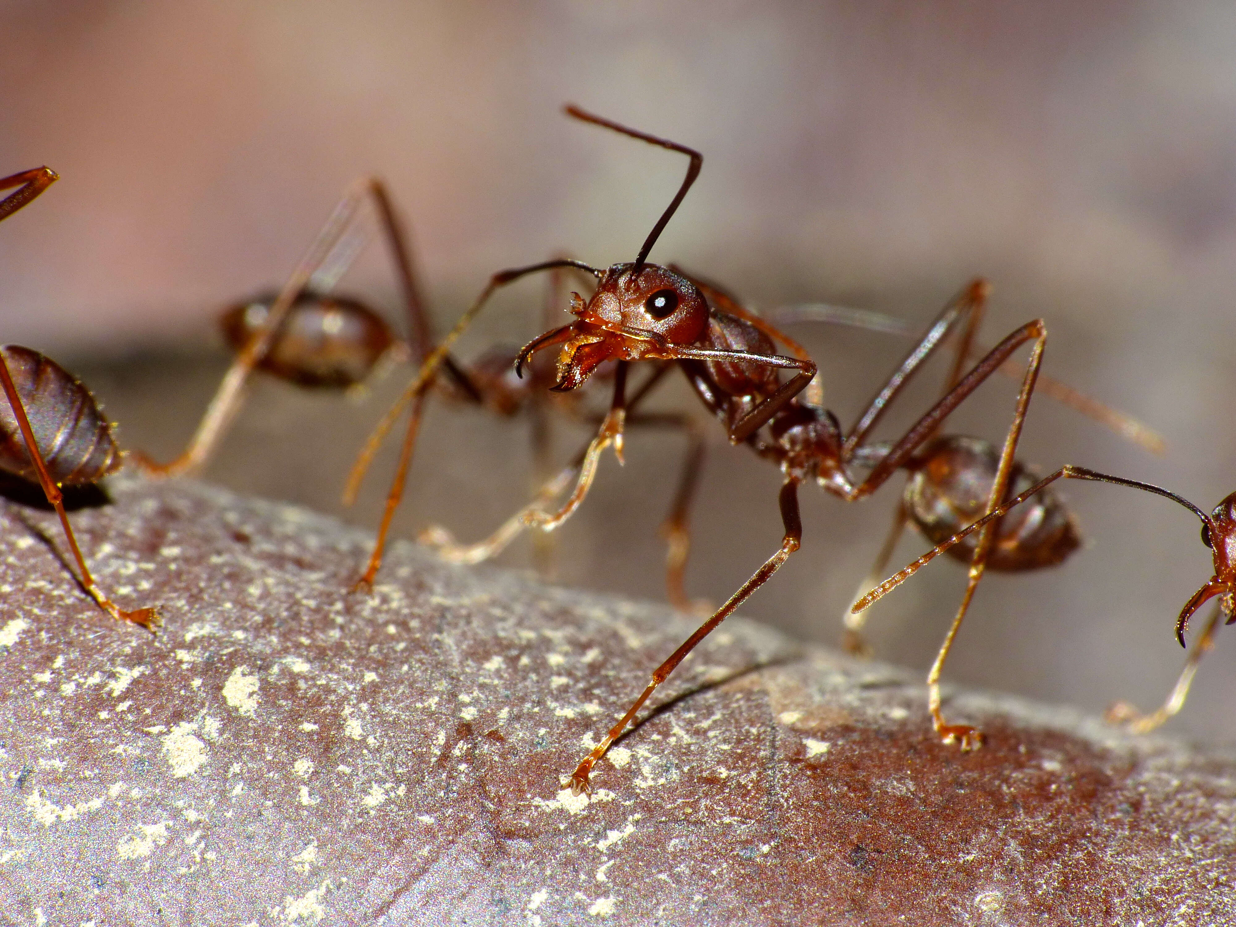 Image of weaver ant