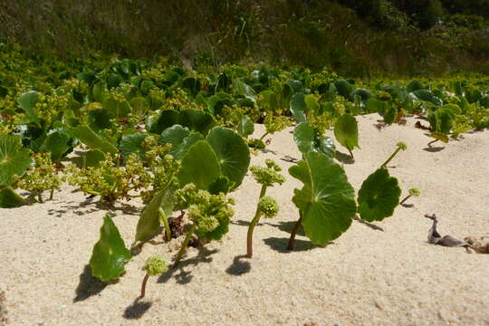 Image of largeleaf pennywort