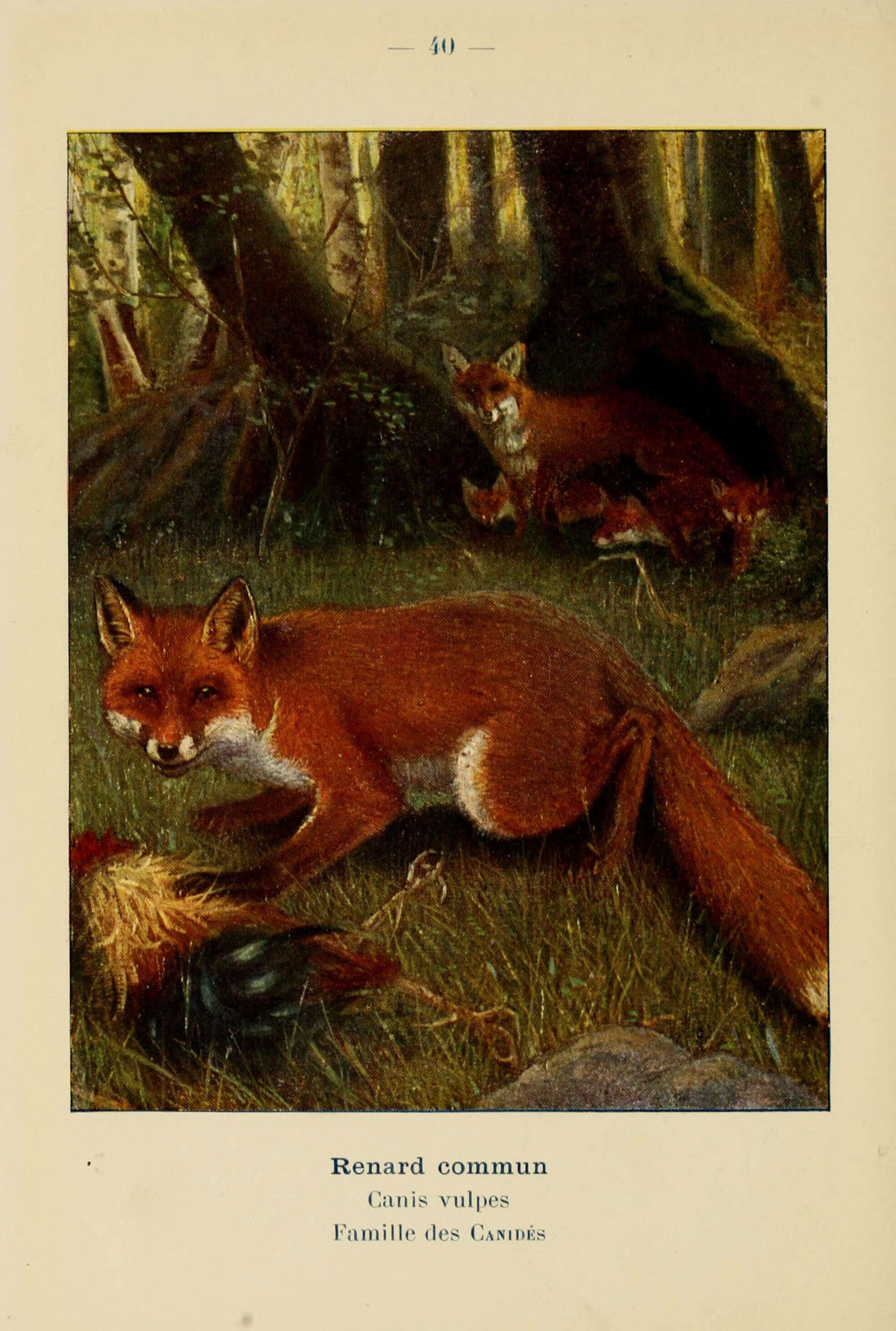 Imagem de Vulpes Frisch 1775