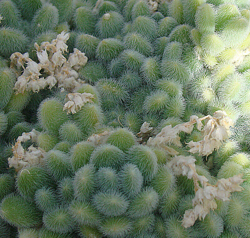 Image of Sedum hintonii R. T. Clausen