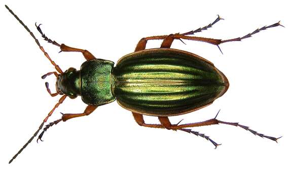 Image of Golden ground beetle