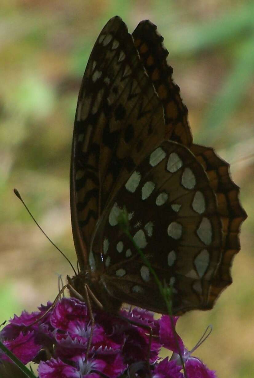 Image of Greater Fritillaries