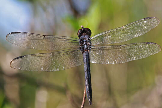 Libellula Linnaeus 1758 resmi