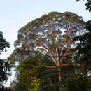 Sivun Vochysia guatemalensis J. D. Smith kuva