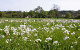 Image of bittercress