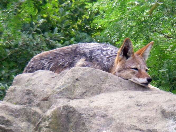 Image of Black-backed Jackal