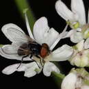 صورة Phasia pusilla Meigen 1824