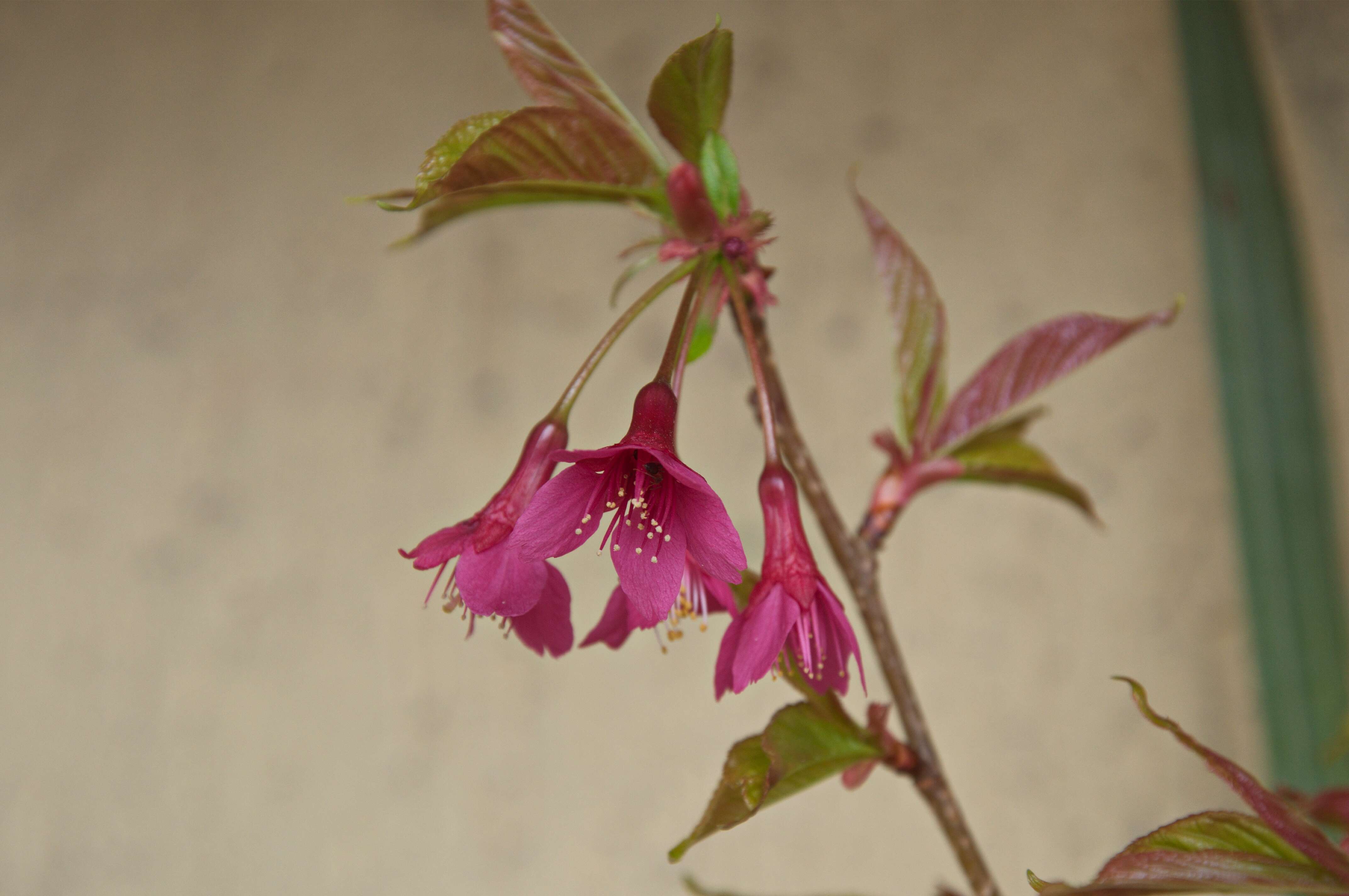 Prunus campanulata Maxim. resmi