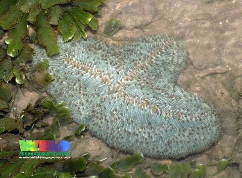 Image of slipper coral