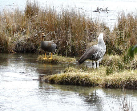 Image of magellan goose, upland goose