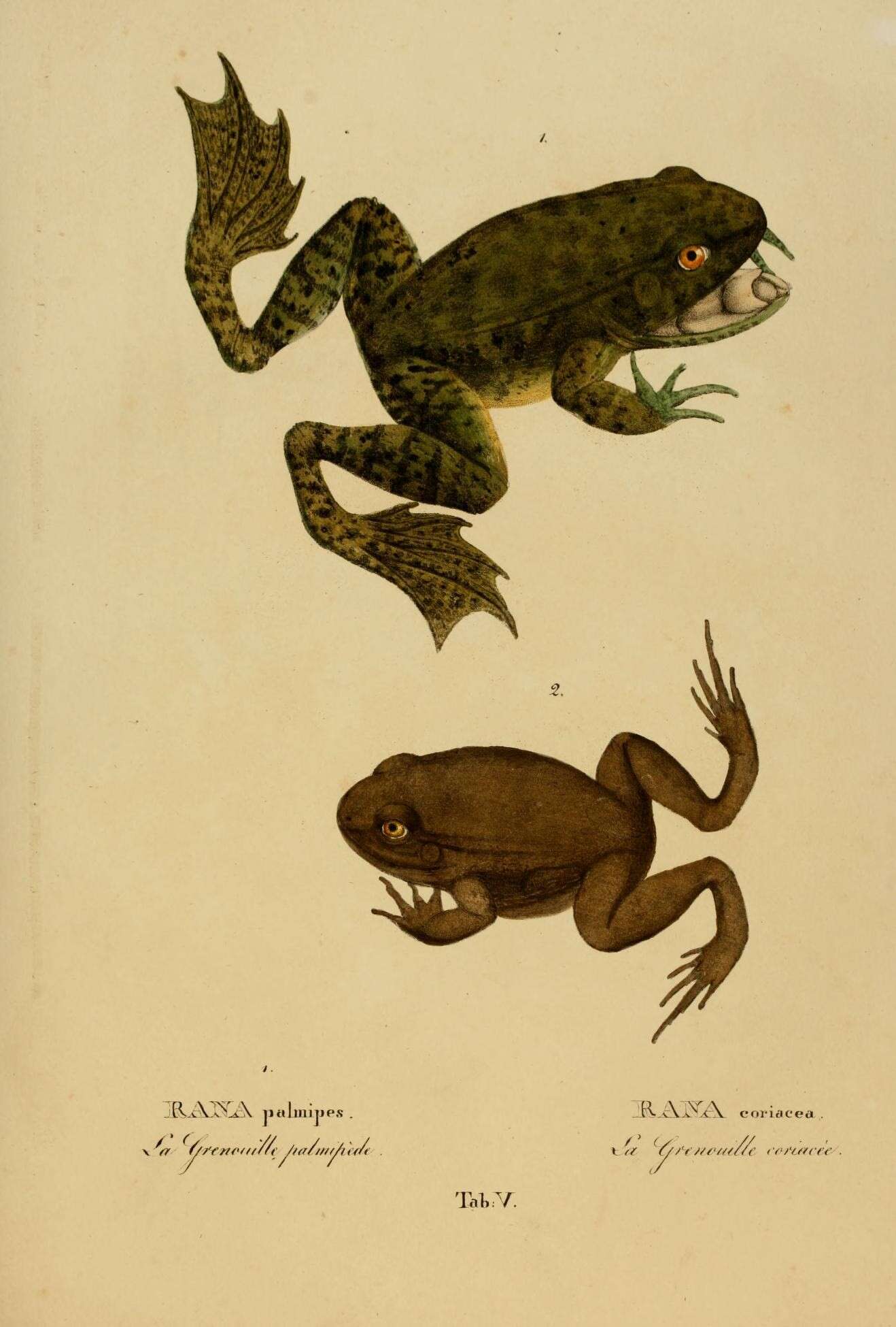 Image of Lithobates palmipes (Spix 1824)