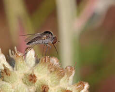 Image of bee flies