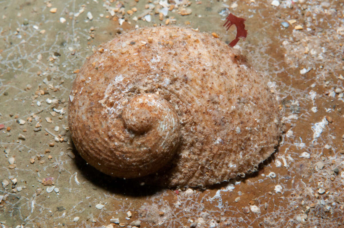 Image of Chilodontidae