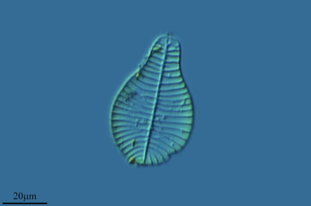 Image of Bacillariophyceae