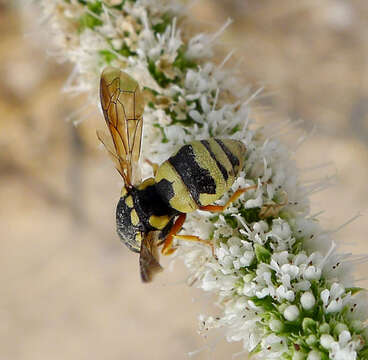 Euodynerus variegatus (Fabricius 1793)的圖片