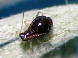 Image of Microsiphoniella