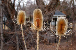 Image of teasel