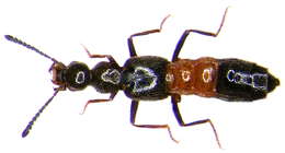 Image of Tachyusa balteata Erichson 1839