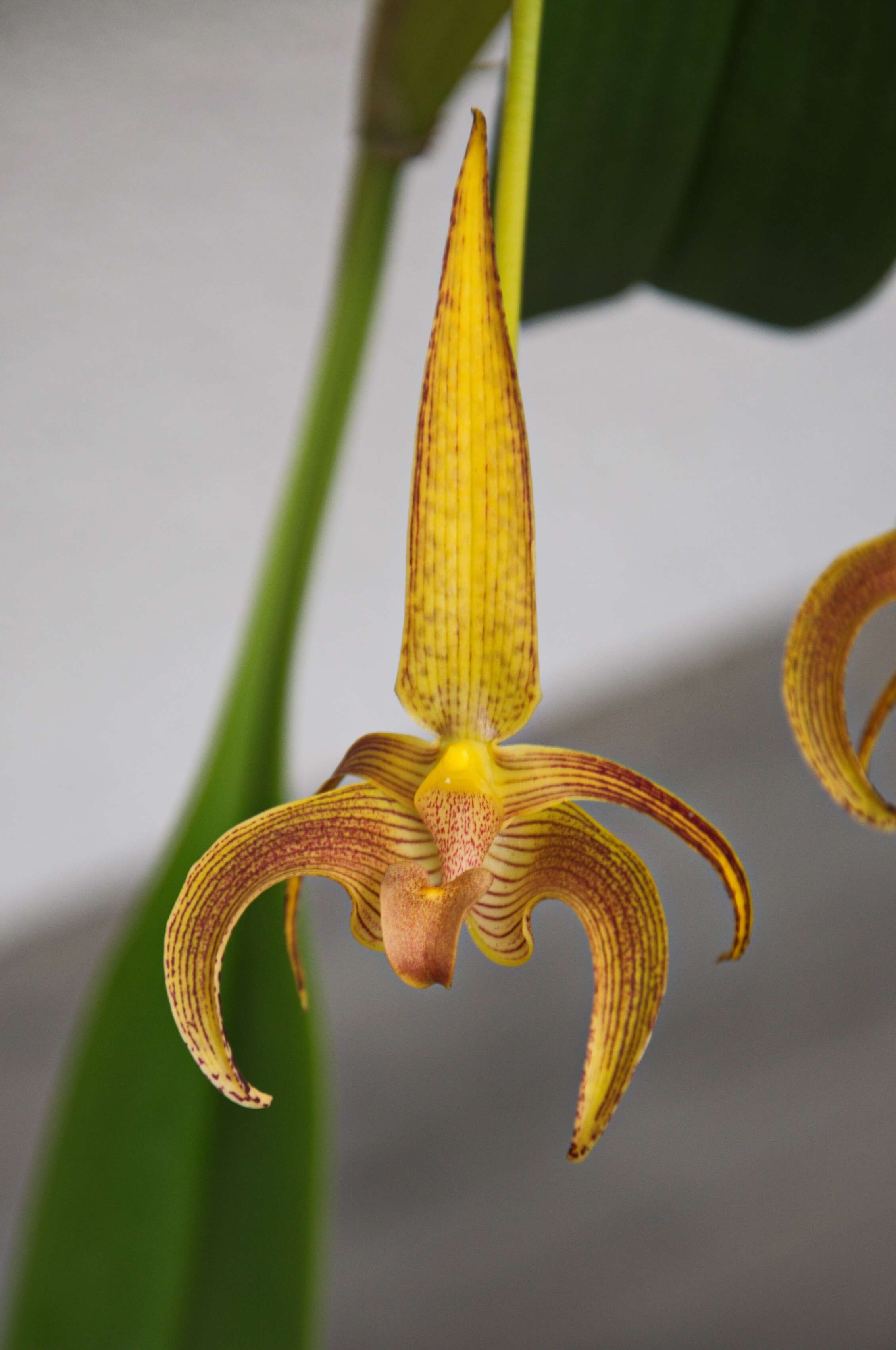 Image of Bulbophyllum lobbii Lindl.